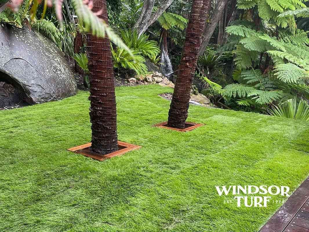 Lawn Area with Dense Green Growth