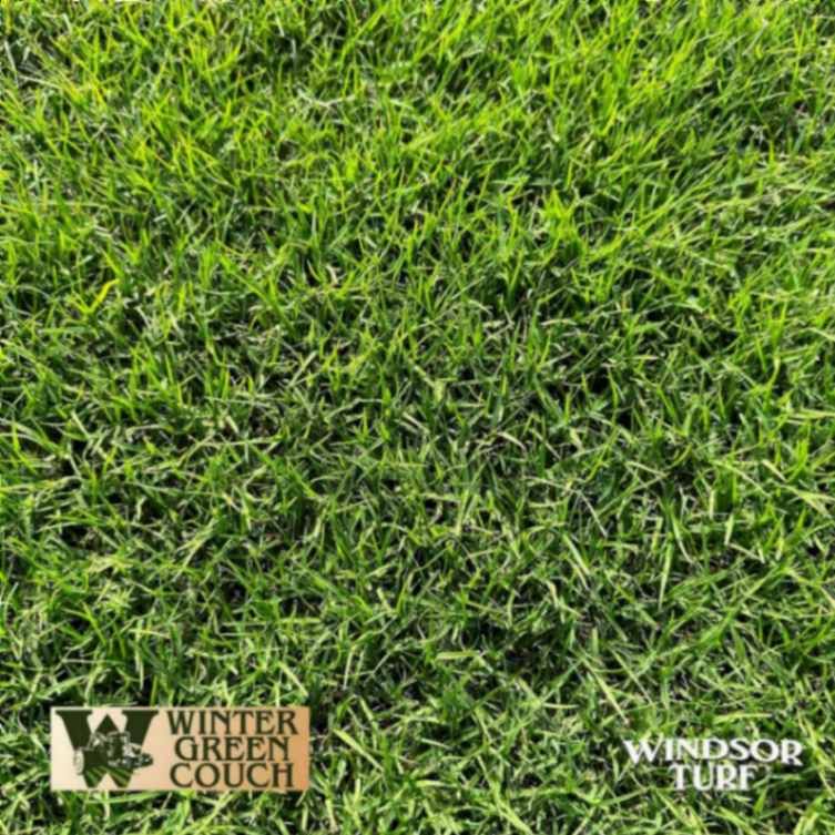 Close‑up of Winter Green Couch Turf in NSW