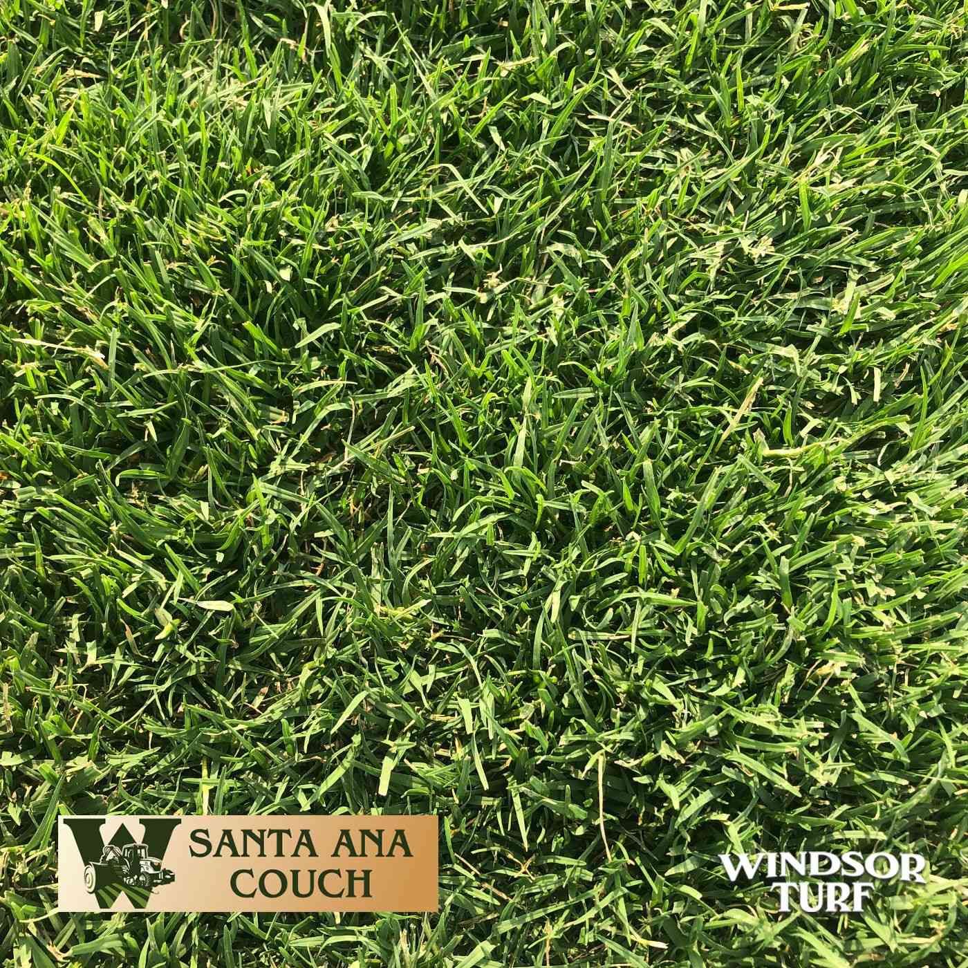 Santa Ana Couch turf showing smooth green coverage and healthy growth across NSW
