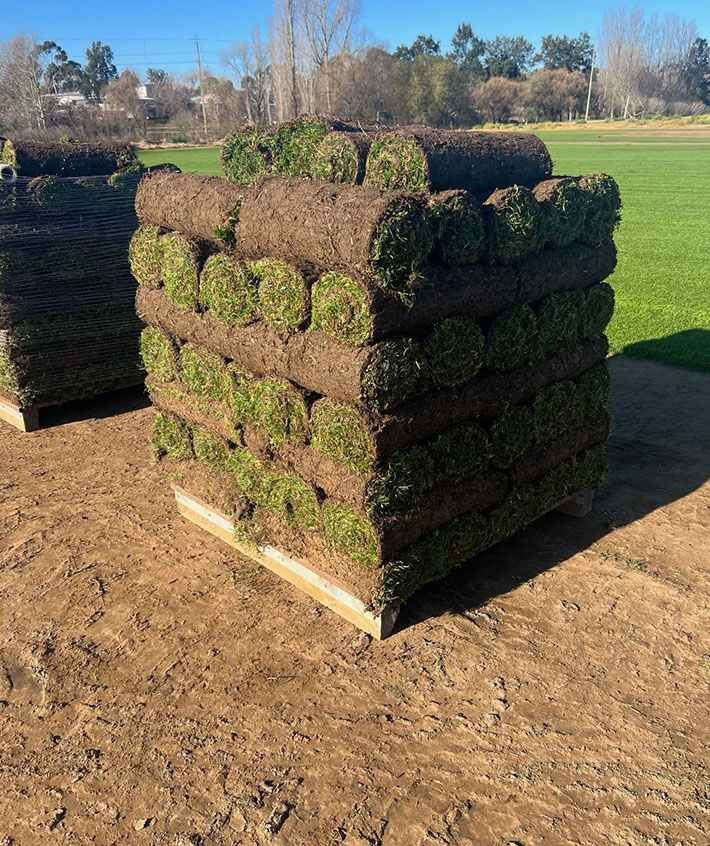 Farm lawn area showing wide green turf coverage and healthy growth across NSW farms