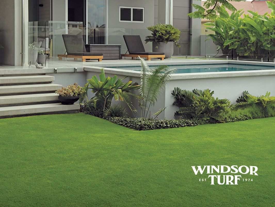 Dense lawn texture showing healthy green blades and uniform turf growth across NSW