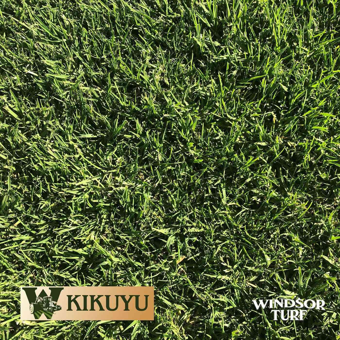 Kikuyu turf showing vigorous growth, strong green colour and dense coverage in NSW