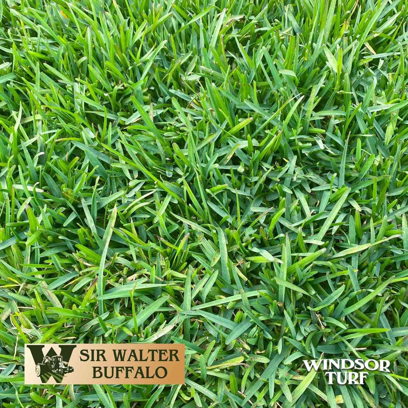 Sir Walter Buffalo turf showing soft leaf texture and strong green colour in NSW