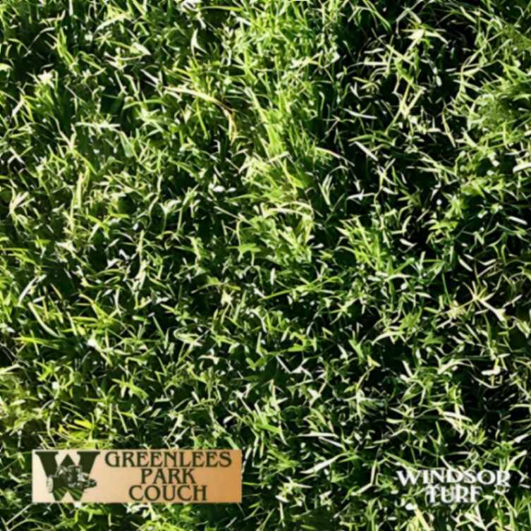 Dense Greenlees Park Couch Turf Lawn in NSW