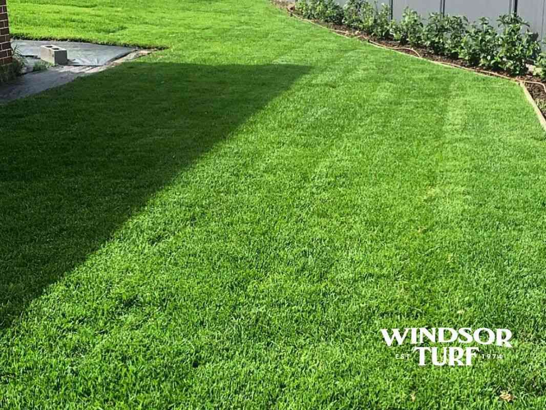 Green lawn surface showing thick turf coverage and healthy colour across NSW