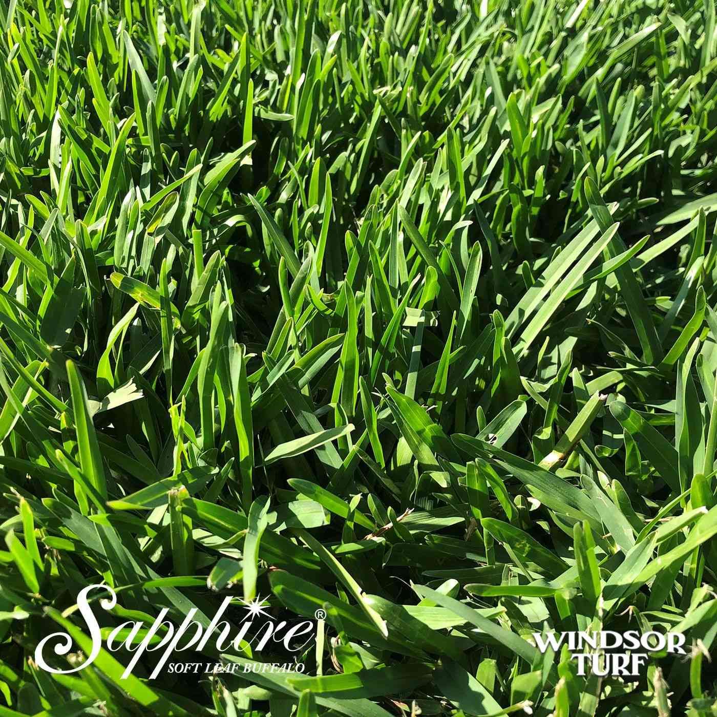 Sapphire Buffalo turf showing fine leaf texture and rich green colour across NSW