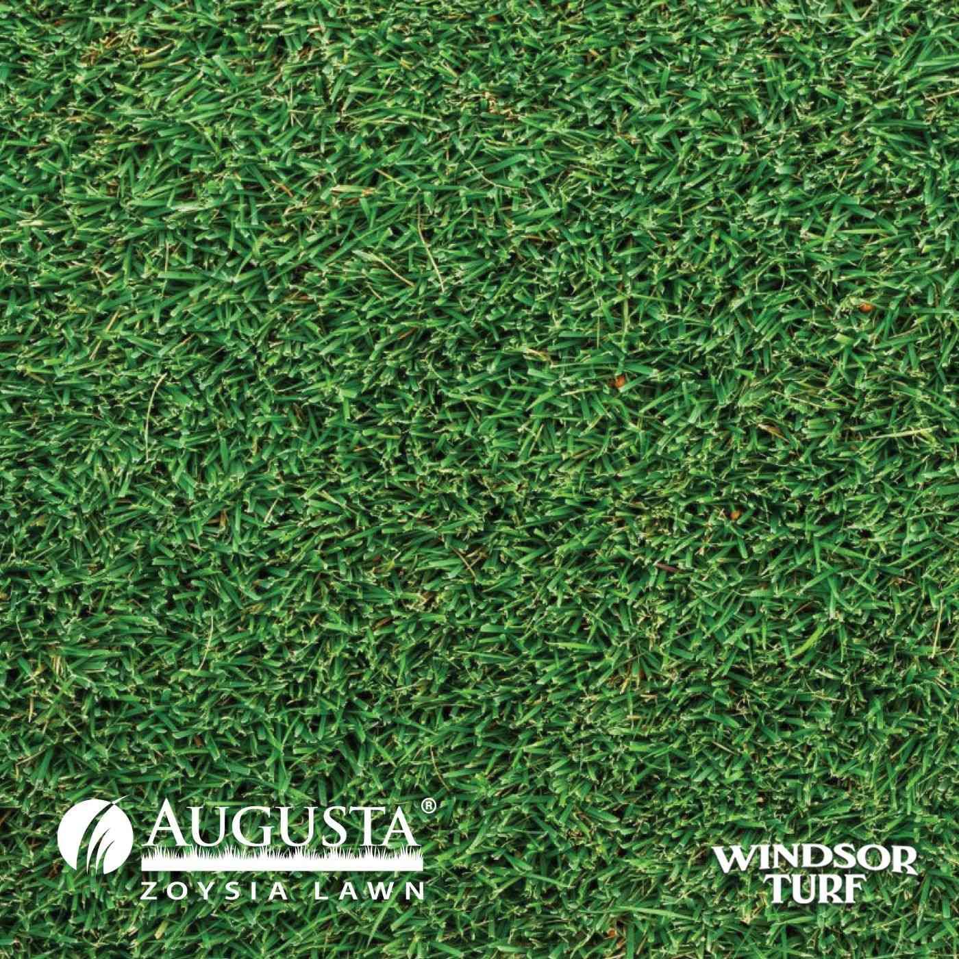 Augusta Zoysia turf showing fine leaf texture and dense green growth suited to NSW