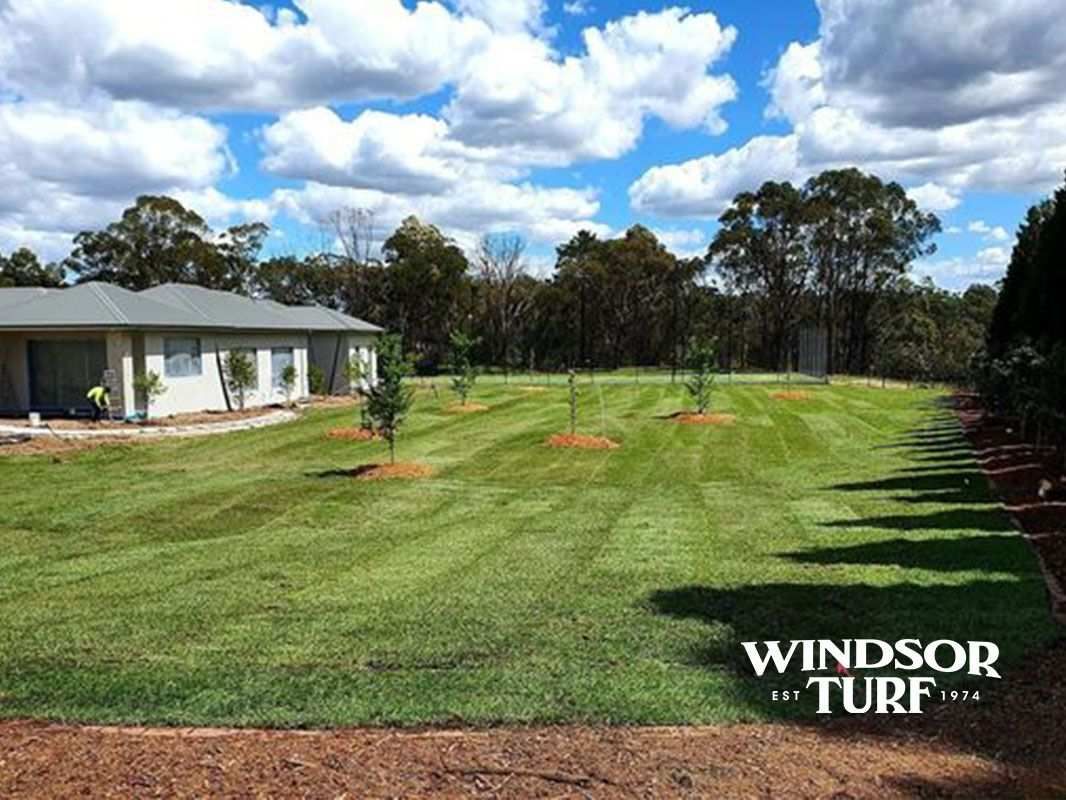 Lawn strip with dense green turf showing neat edges and healthy growth across NSW