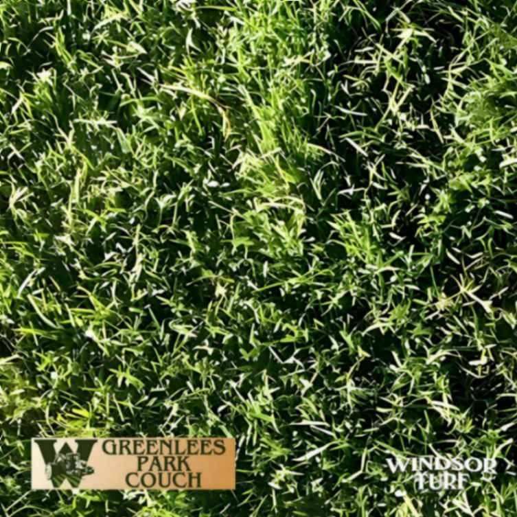 Couch turf showing vigorous green growth and dense coverage suited to NSW lawns