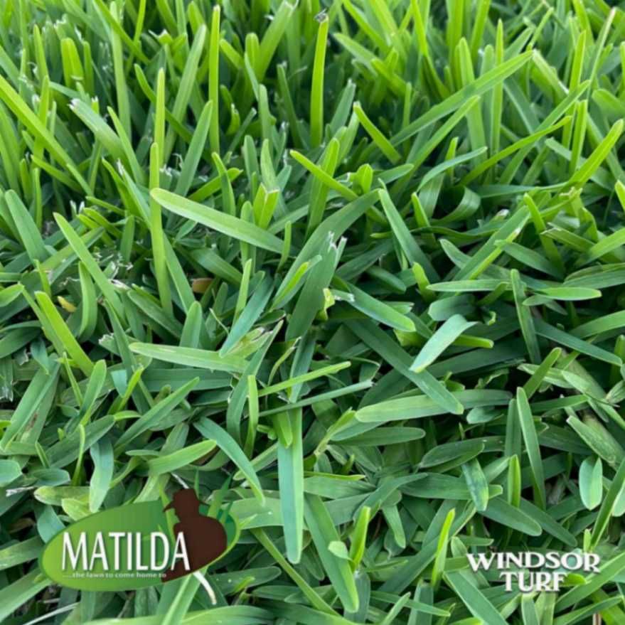 Thick Matilda Buffalo Turf Lawn Surface in NSW