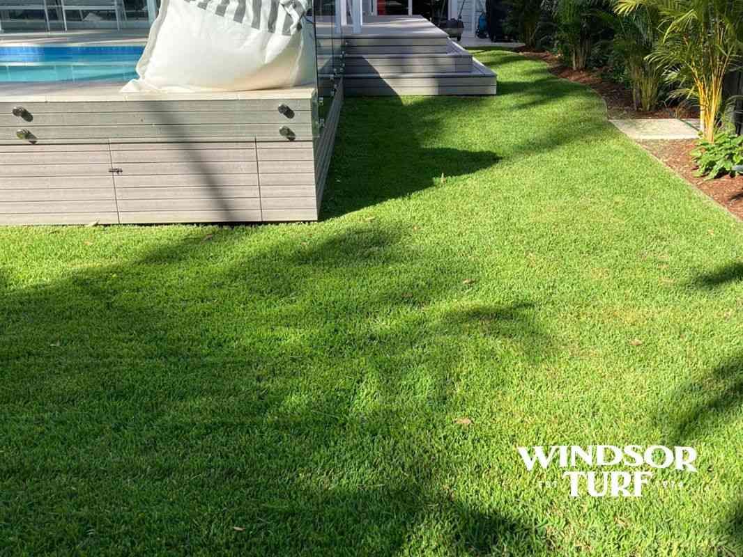 Healthy green lawn surface showing vibrant colour and dense turf growth across NSW