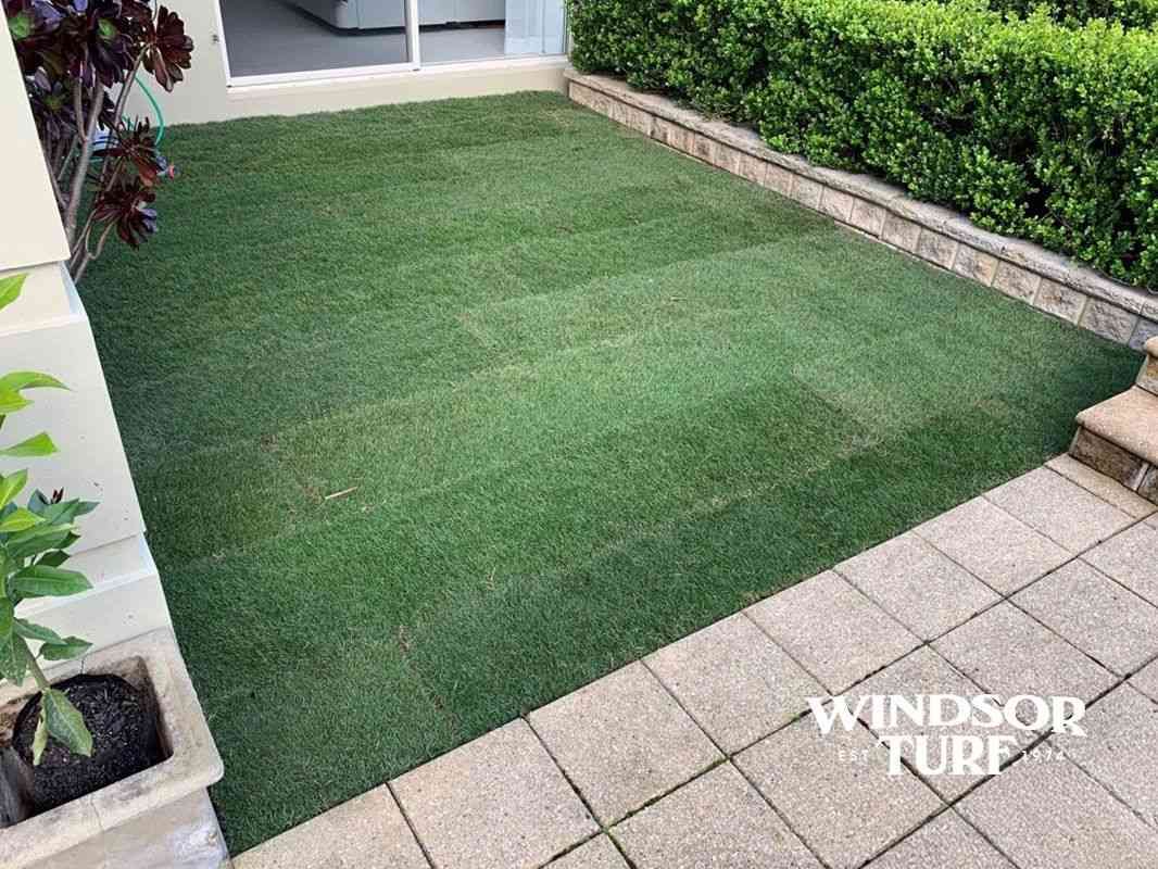 Lawn grass blades showing fresh green growth and healthy texture suited to NSW